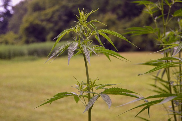rostoucí marihuana